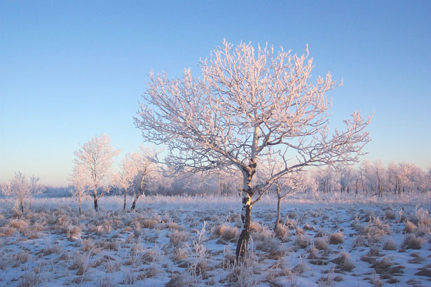 A Poem About Jack Frost