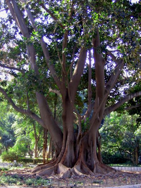 Trees by Joyce Kilmer